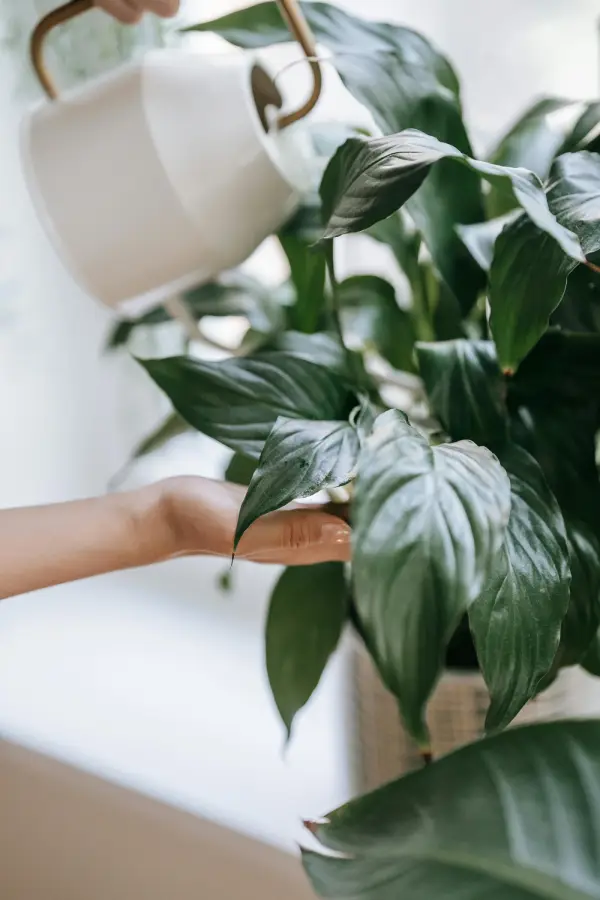 aide aux seniors pour l'entretien des plantes