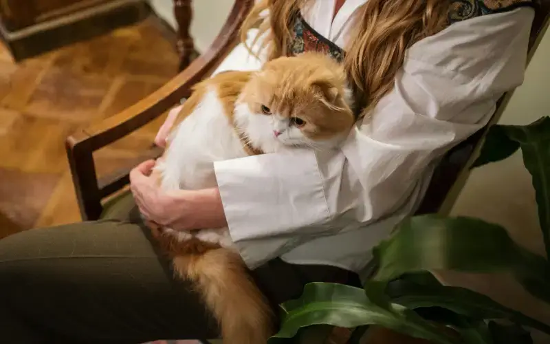 Moment de tendresse entre une personne et un chat
