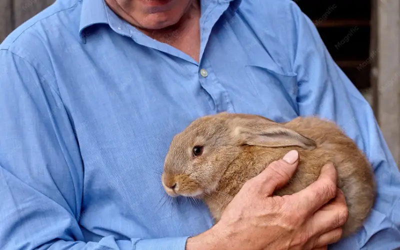 Séance de zoothérapie à domicile avec un lapin