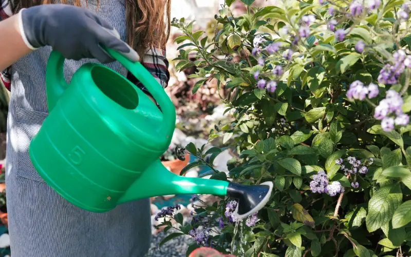 Arrosage régulier des plantes et du potager pour seniors webconfort